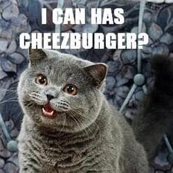 chat lol cat cheesburger lolcats